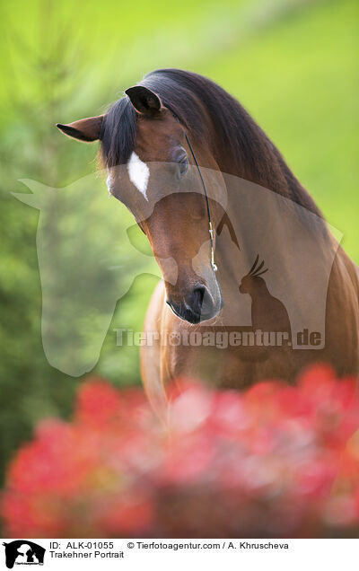 Trakehner Portrait / Trakehner Portrait / ALK-01055