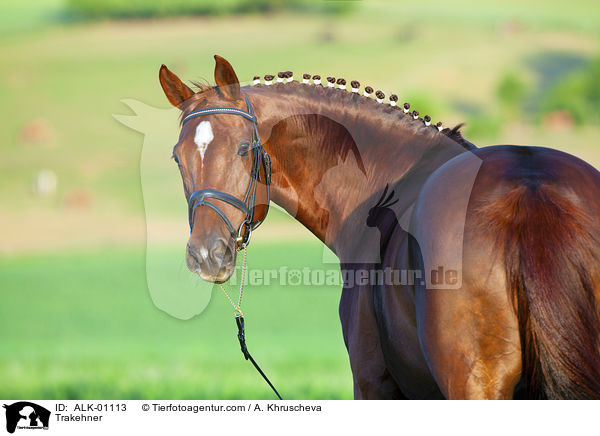 Trakehner / Trakehner / ALK-01113