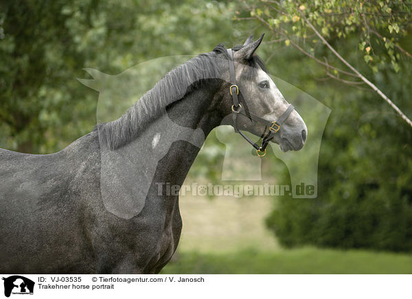 Trakehner Portrait / Trakehner horse portrait / VJ-03535