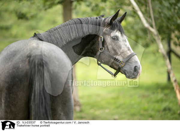 Trakehner Portrait / Trakehner horse portrait / VJ-03537