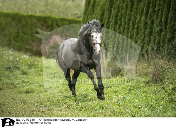 galoppierender Trakehner / galloping Trakehner horse / VJ-03538