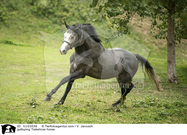 galoppierender Trakehner / galloping Trakehner horse / VJ-03539