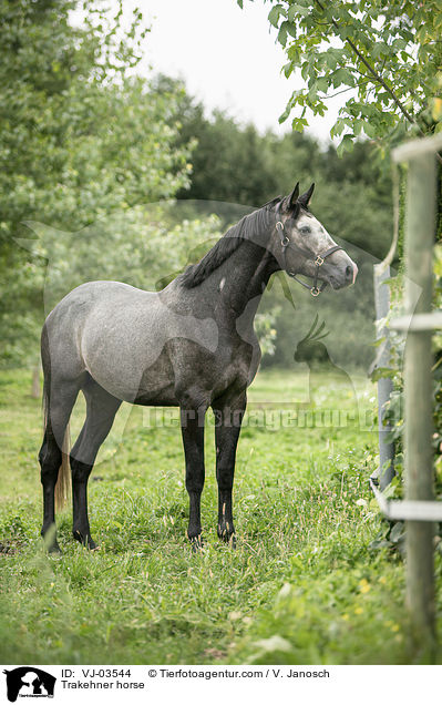 Trakehner horse / VJ-03544