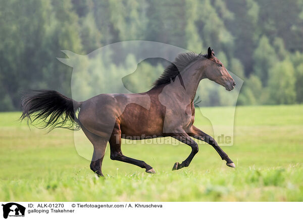 galloping Trakehner / ALK-01270