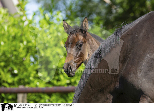 Trakehner Stute mit Fohlen / Trakehner mare with foal / JM-06427