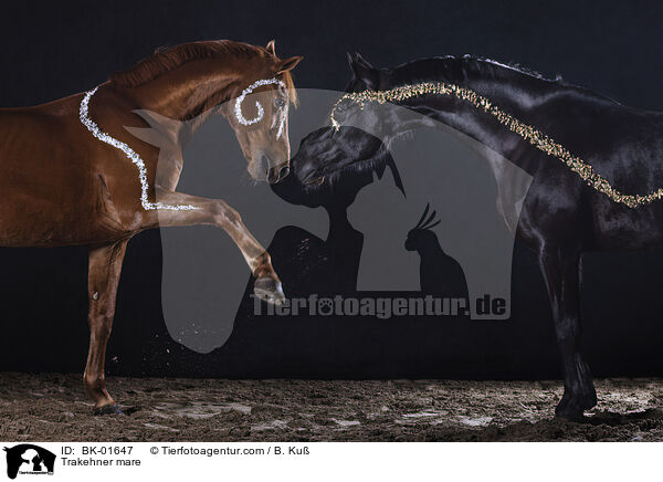Trakehner mare / BK-01647