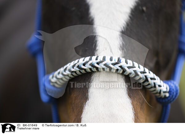 Trakehner Stute / Trakehner mare / BK-01649
