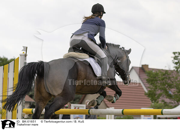 Trakehner Stute / Trakehner mare / BK-01651