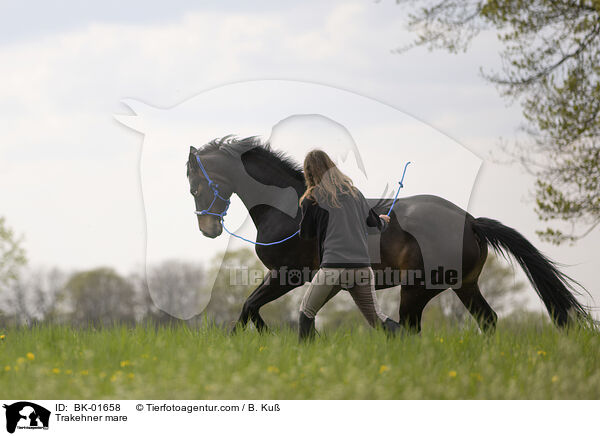 Trakehner Stute / Trakehner mare / BK-01658