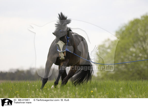 Trakehner Stute / Trakehner mare / BK-01661