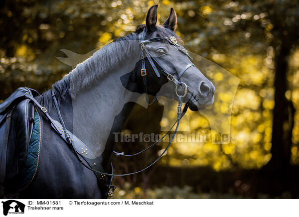 Trakehner Stute / Trakehner mare / MM-01581