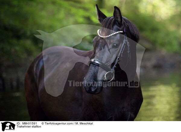 Trakehner stallion / MM-01591