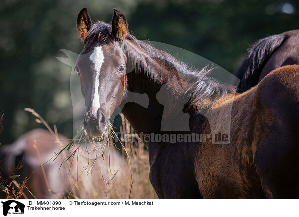 Trakehner / Trakehner horse / MM-01890