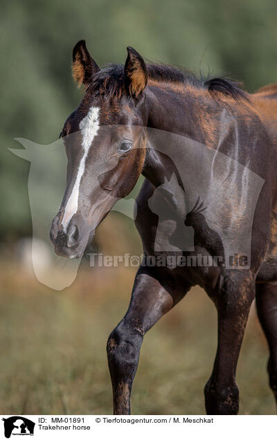 Trakehner / Trakehner horse / MM-01891