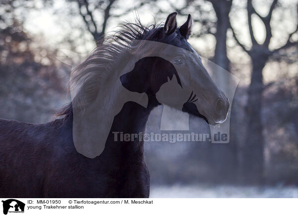 young Trakehner stallion / MM-01950