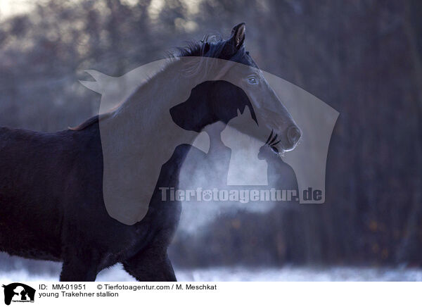 junger Trakehner Hengst / young Trakehner stallion / MM-01951