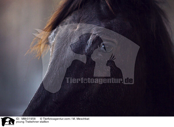 junger Trakehner Hengst / young Trakehner stallion / MM-01958