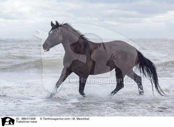 Trakehner mare / MM-01988