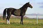 standing horse