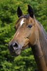 Trakehner Portrait