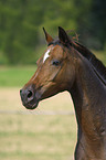 Trakehner Portrait