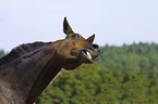 Trakehner Portrait