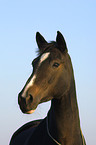 Trakehner Portrait