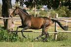 galloping Trakehner