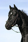 Trakehner Portrait