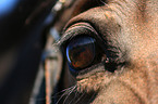 horse eye