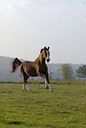 running horse