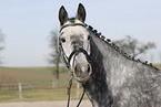 Trakehner Portrait