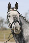 Trakehner Portrait