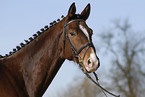 Trakehner Portrait