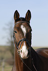 Trakehner Portrait