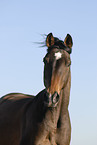 Trakehner Portrait