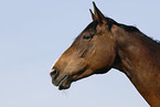 Trakehner Portrait