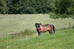 woman with Trakehner