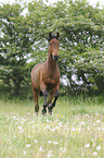 galloping Trakehner