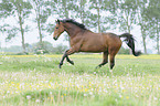 galloping Trakehner