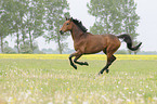 galloping Trakehner