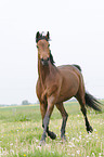 trotting Trakehner