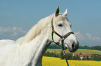 Trakehner Portrait