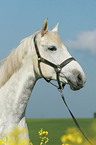 Trakehner Portrait