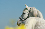 Trakehner Portrait