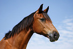 Trakehner Portrait