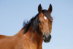 Trakehner Portrait