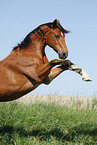 rearing Trakehner