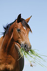 Trakehner Portrait