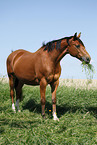 standing Trakehner